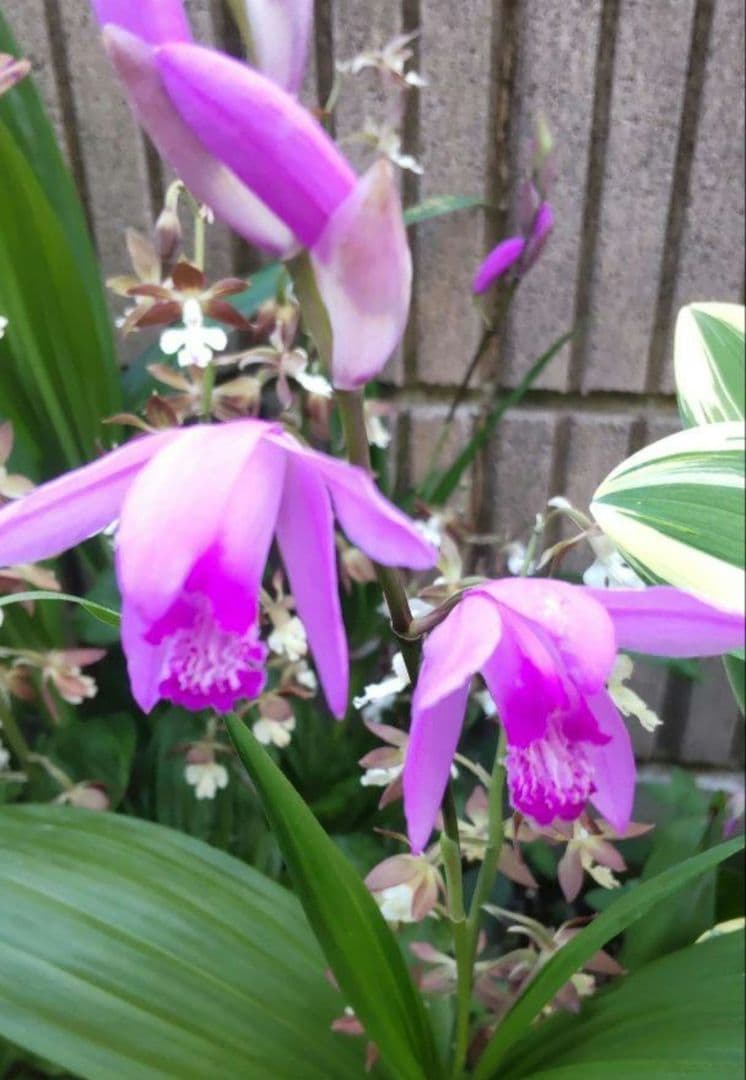 シラン　紫蘭　紫花　球根　梱包含み５０g程
