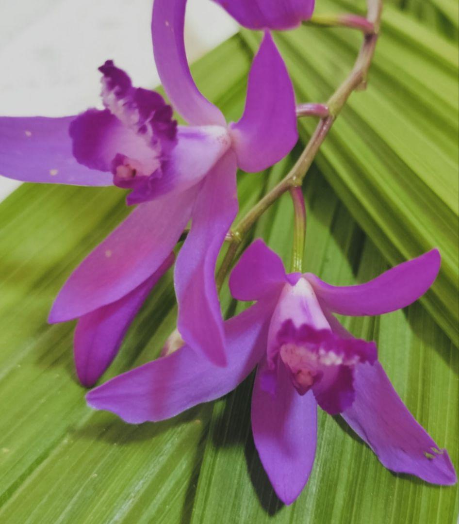 シラン　紫蘭　紫花　球根　梱包含み５０g程