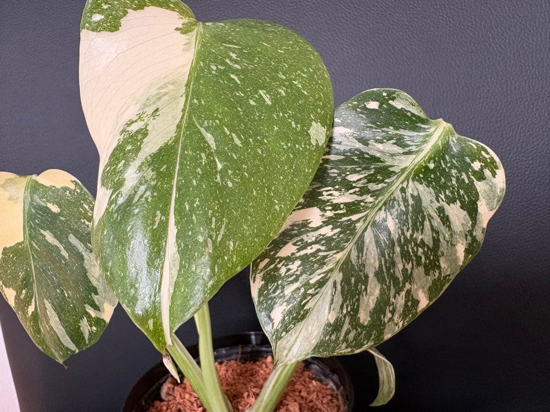 Monstera Deliciosa Legacy モンステラ　レガシー　斑入り