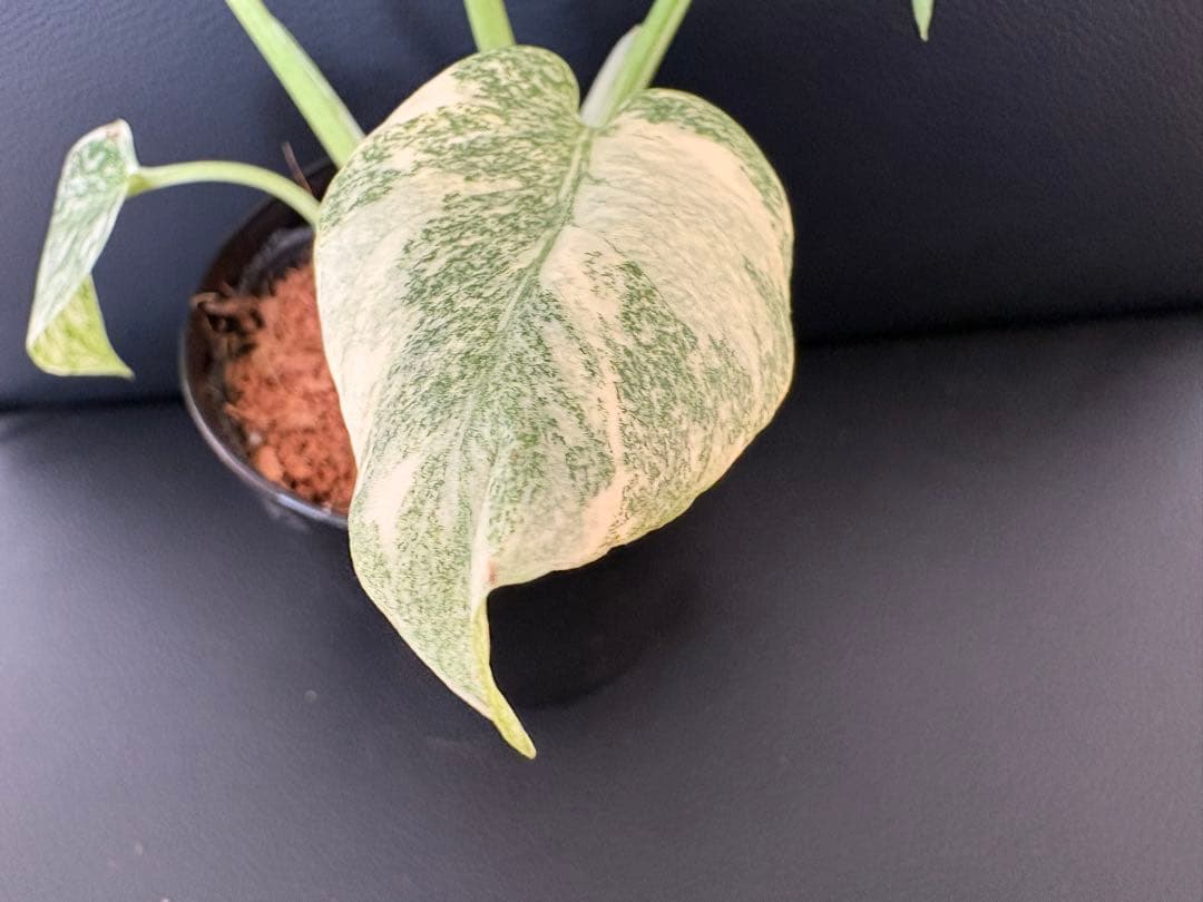 Monstera Deliciosa Legacy モンステラ　レガシー　斑入り