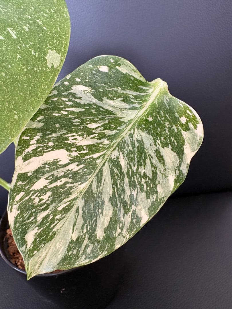 Monstera Deliciosa Legacy モンステラ　レガシー　斑入り
