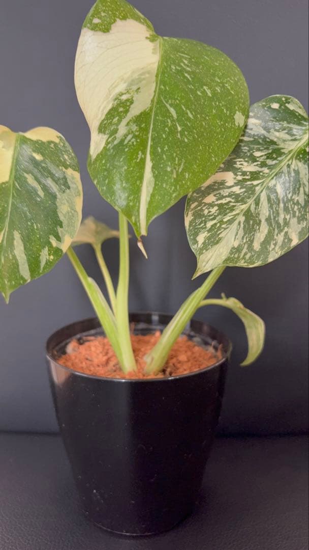 Monstera Deliciosa Legacy モンステラ　レガシー　斑入り