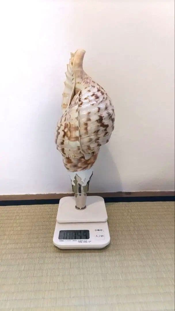 法螺貝③　　33.5cm