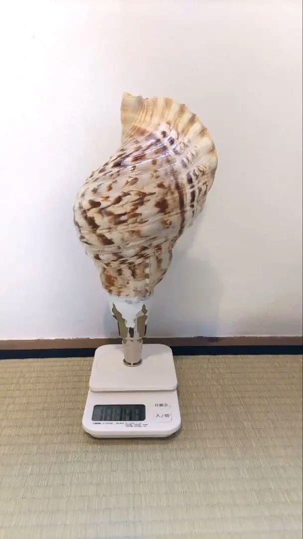 法螺貝③　　33.5cm