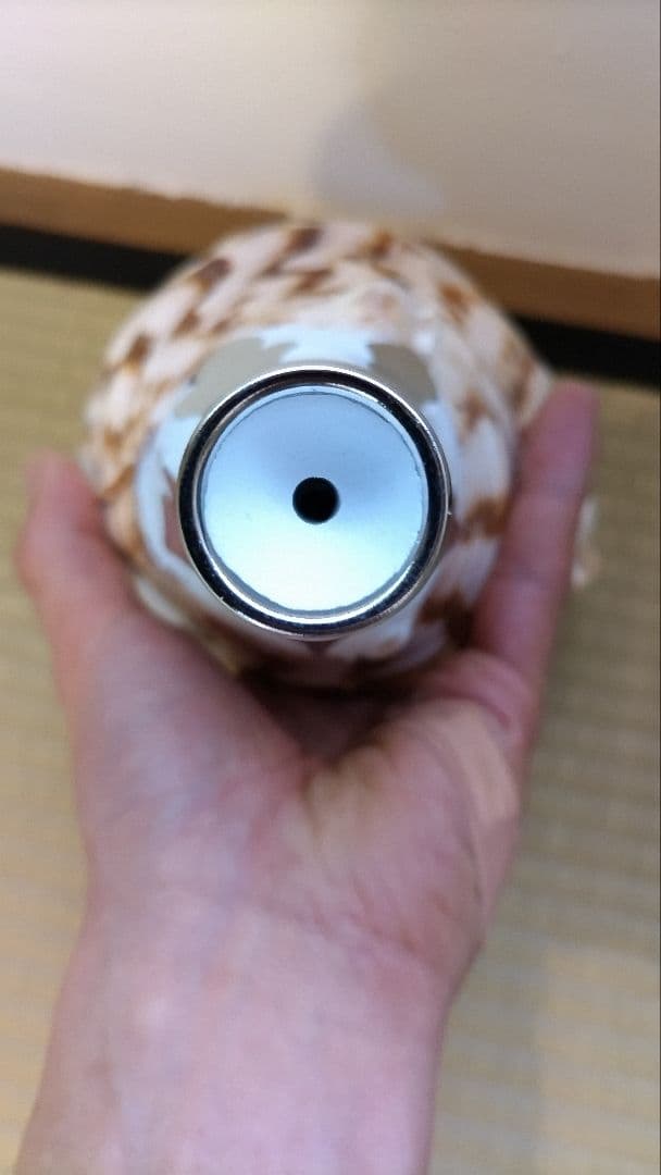 法螺貝③　　33.5cm