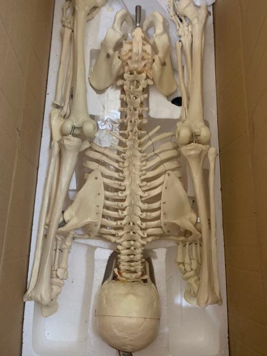 全身人体骨格模型