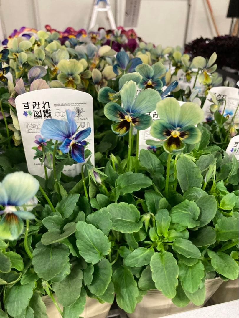 すみれ図鑑　ビオラ　濃い緑青　G_1