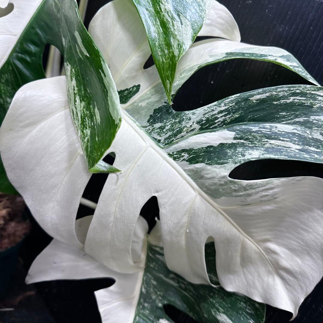 H*i様 斑入りモンステラ ホワイトタイガー極美大株63cm白斑多