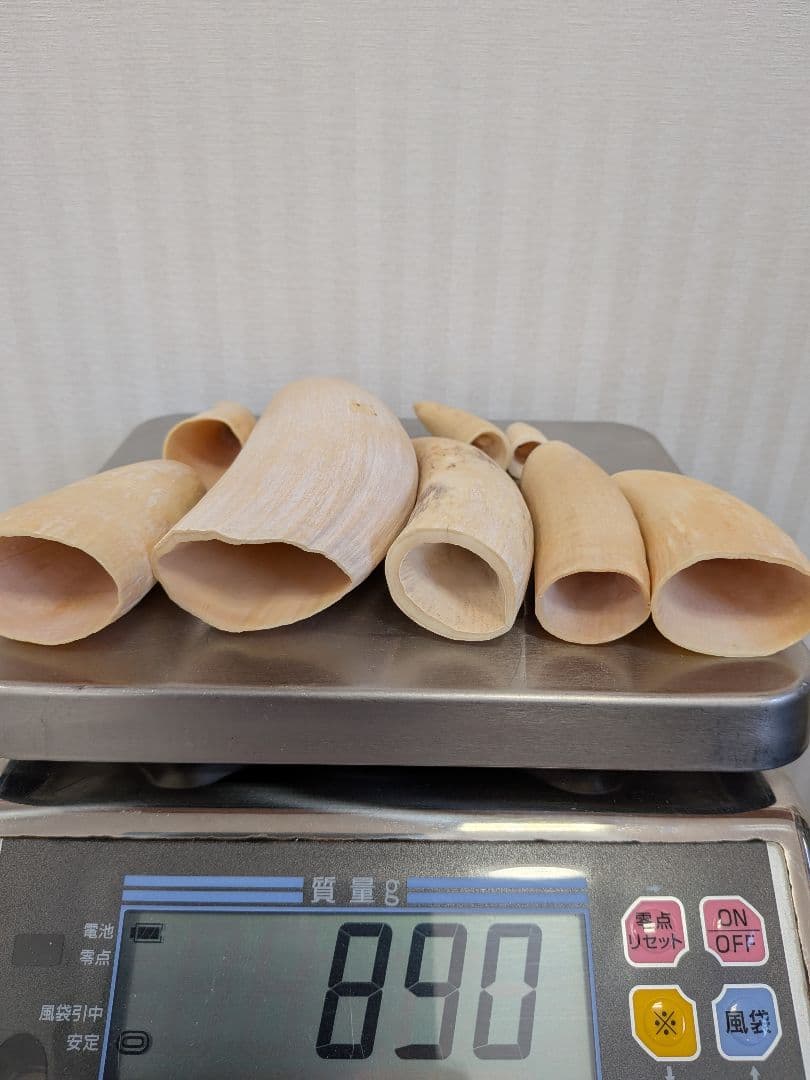 マッコウ鯨歯　本物大中小サイズ 890g