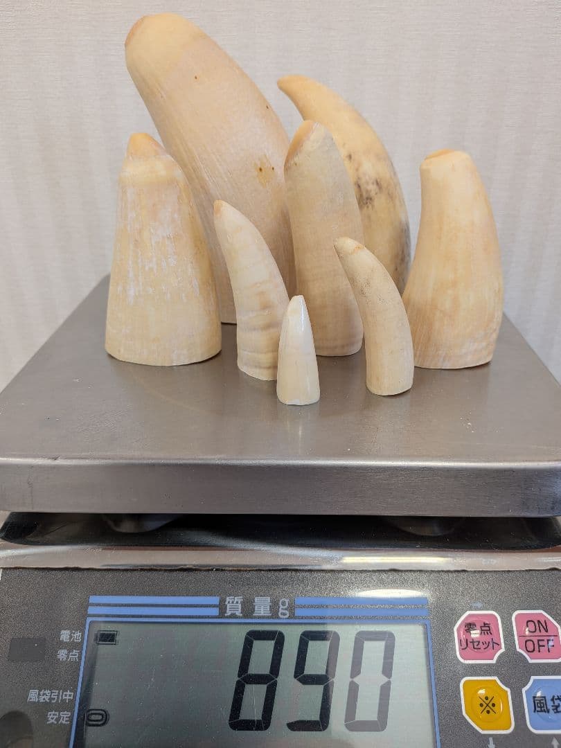 マッコウ鯨歯　本物大中小サイズ 890g