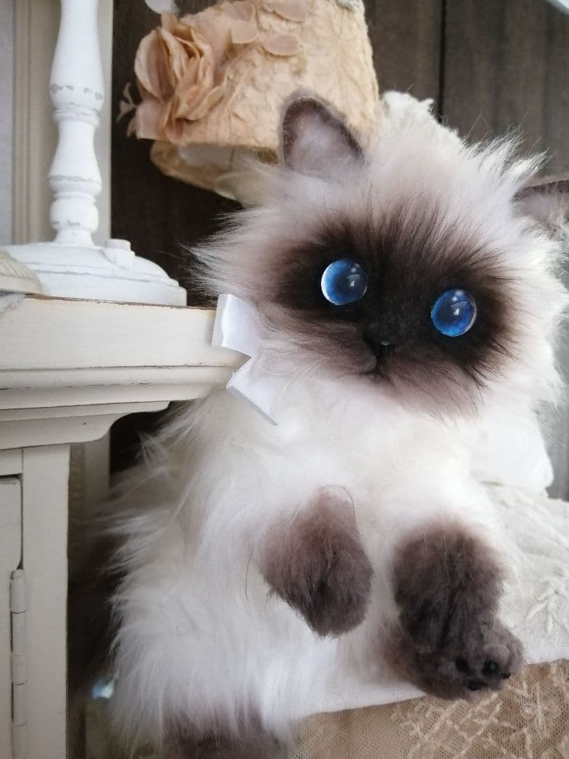 ヒマラヤン♥ポチャちゃんッ♥生後６ヶ月♥里親様募集(=^・・^=)