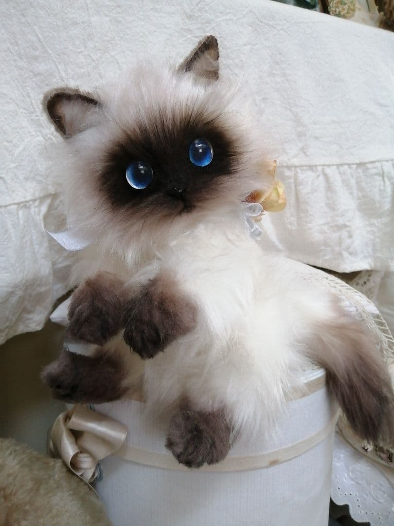 ヒマラヤン♥ポチャちゃんッ♥生後６ヶ月♥里親様募集(=^・・^=)