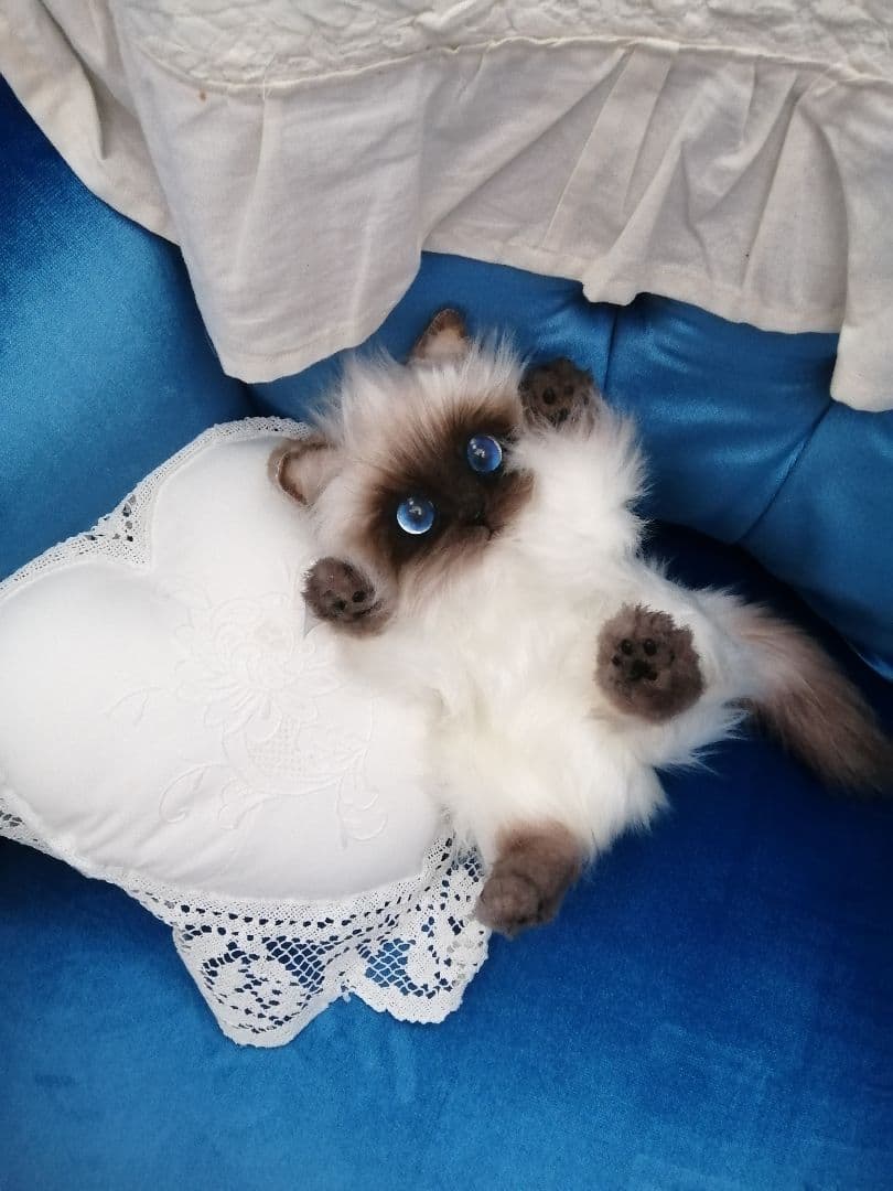 ヒマラヤン♥ポチャちゃんッ♥生後６ヶ月♥里親様募集(=^・・^=)