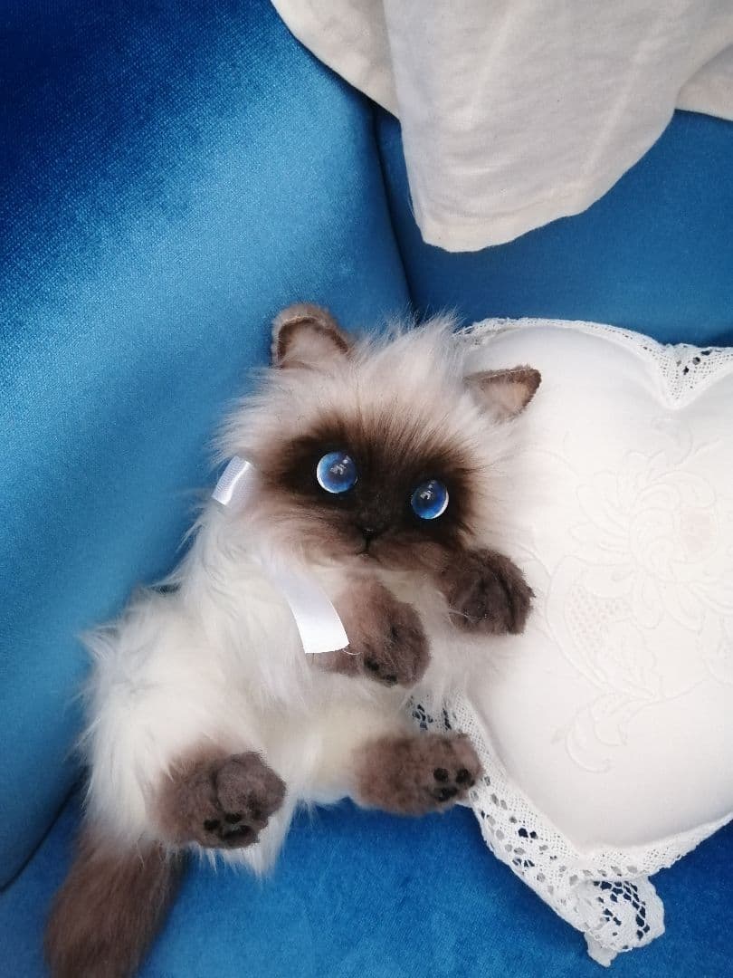 ヒマラヤン♥ポチャちゃんッ♥生後６ヶ月♥里親様募集(=^・・^=)