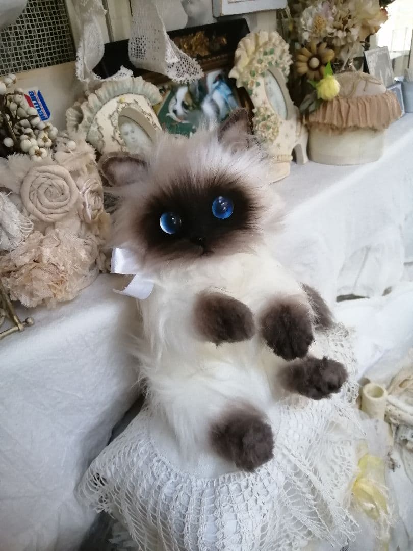 ヒマラヤン♥ポチャちゃんッ♥生後６ヶ月♥里親様募集(=^・・^=)