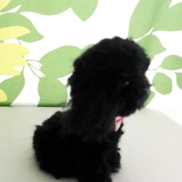 売れました　ふあふあ❤トイプードル(全身)