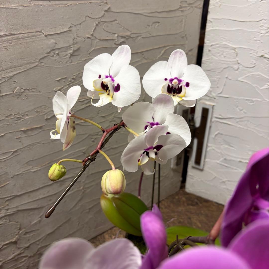 胡蝶蘭　8種8ポット　ファレノプシス　変わり咲き入り