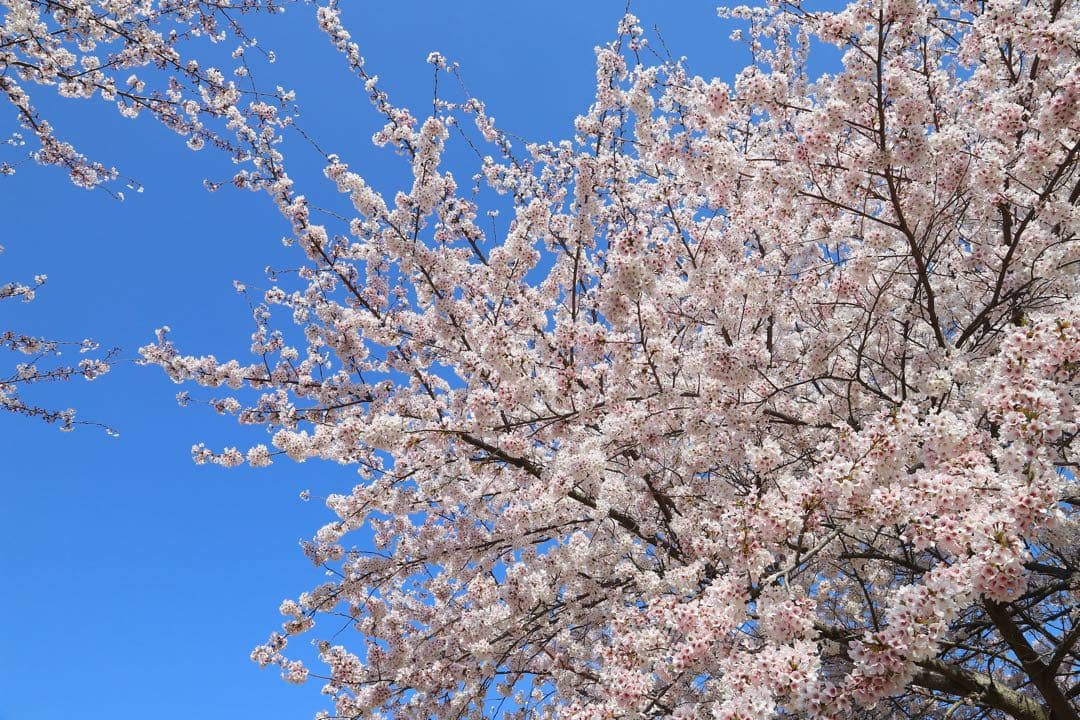 ★特価★ Canon EF 24-105mm f/4 L IS USM