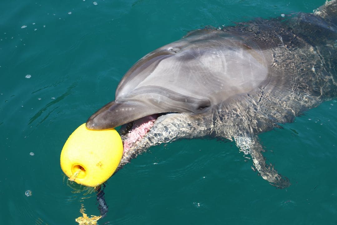 ★特価★ Canon EF 24-105mm f/4 L IS USM