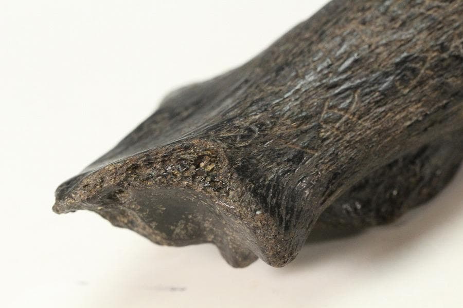 中国美術 古美術 石化鹿角 刻文字 古代 甲骨 殷 希少(K-YC685)