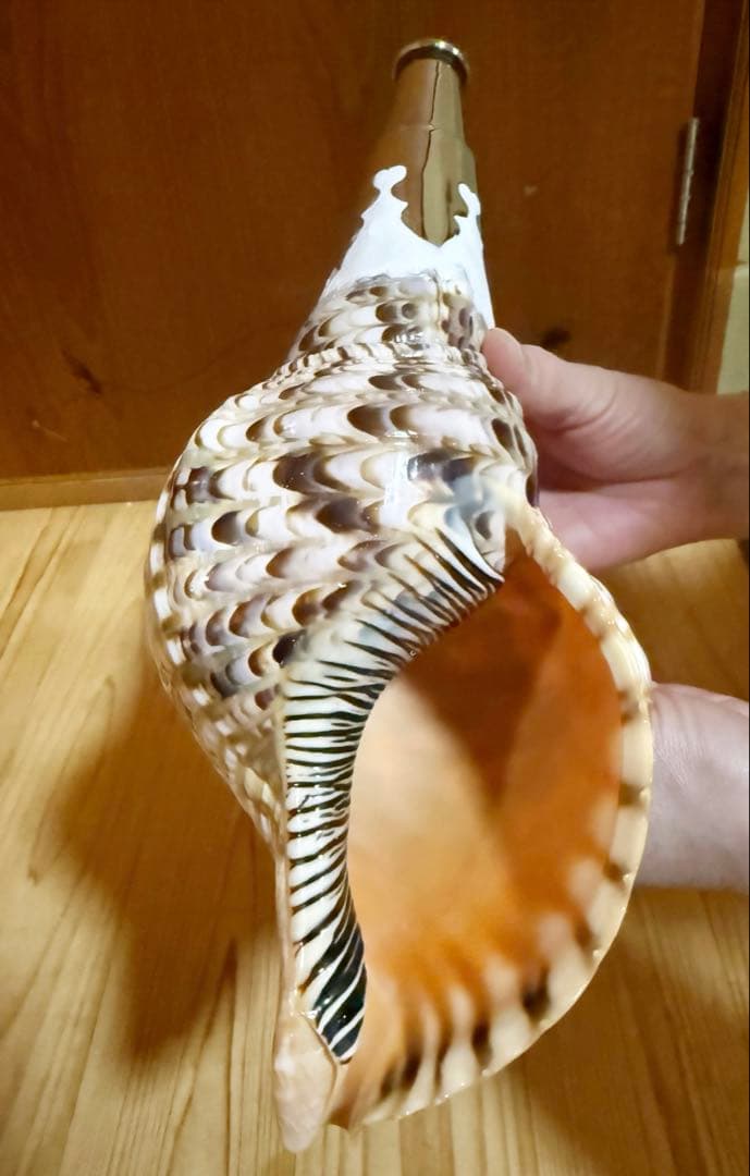 コンパクト修験道法螺貝　山伏　密教　魔除け　熊よけ❣️ホラガイ　ほら貝