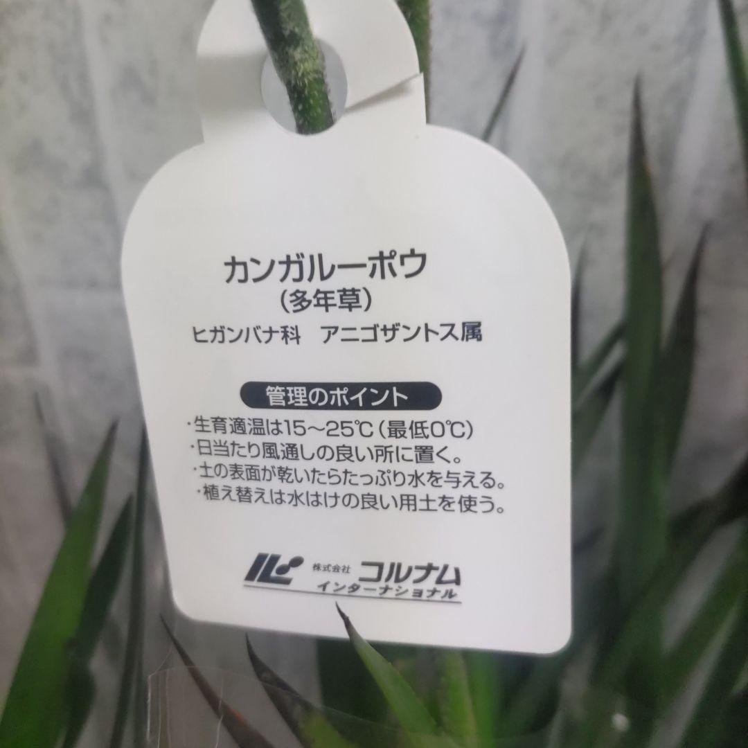 ⭐️カンガルーポウ⭐️4品種⭐️5号鉢４鉢セット
