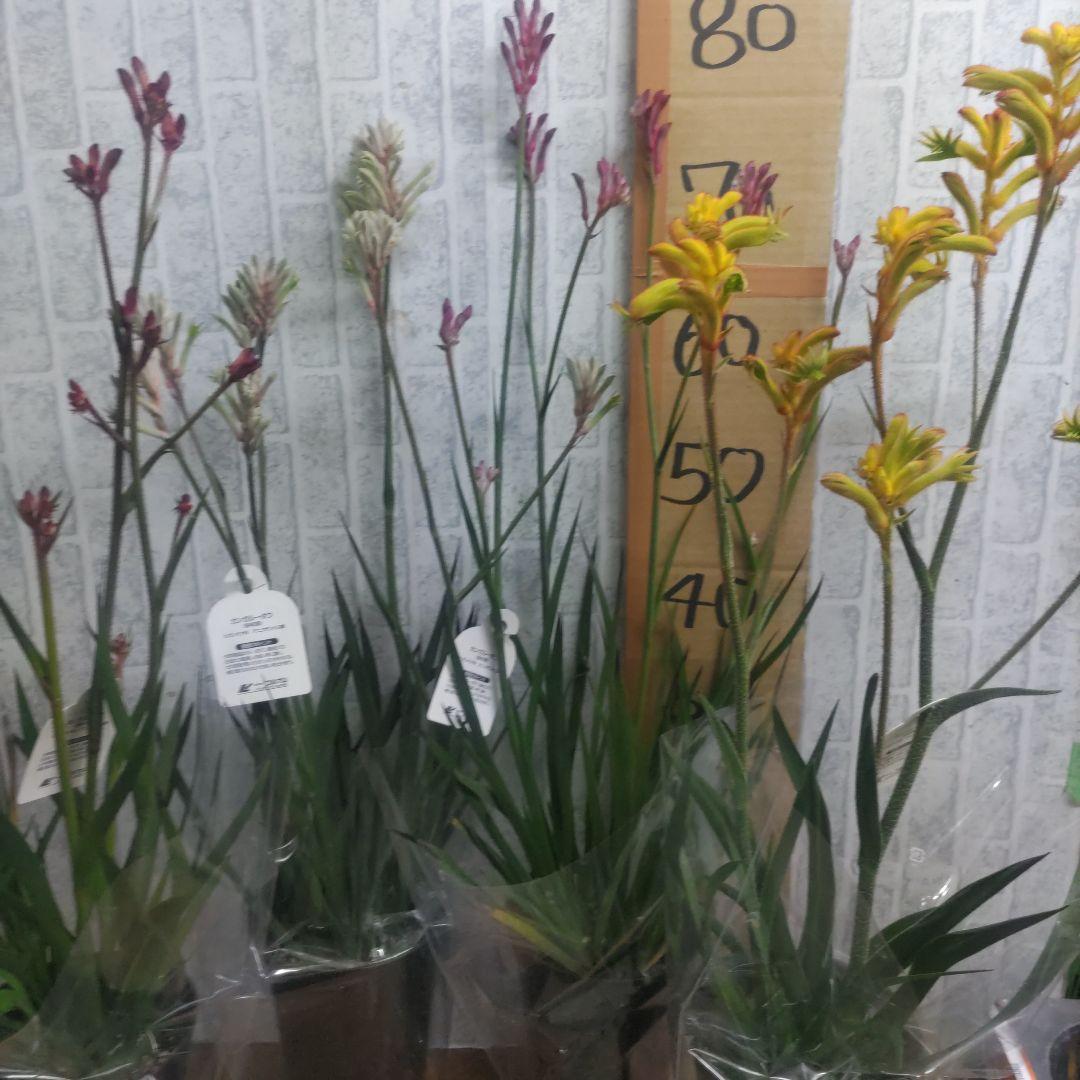 ⭐️カンガルーポウ⭐️4品種⭐️5号鉢４鉢セット