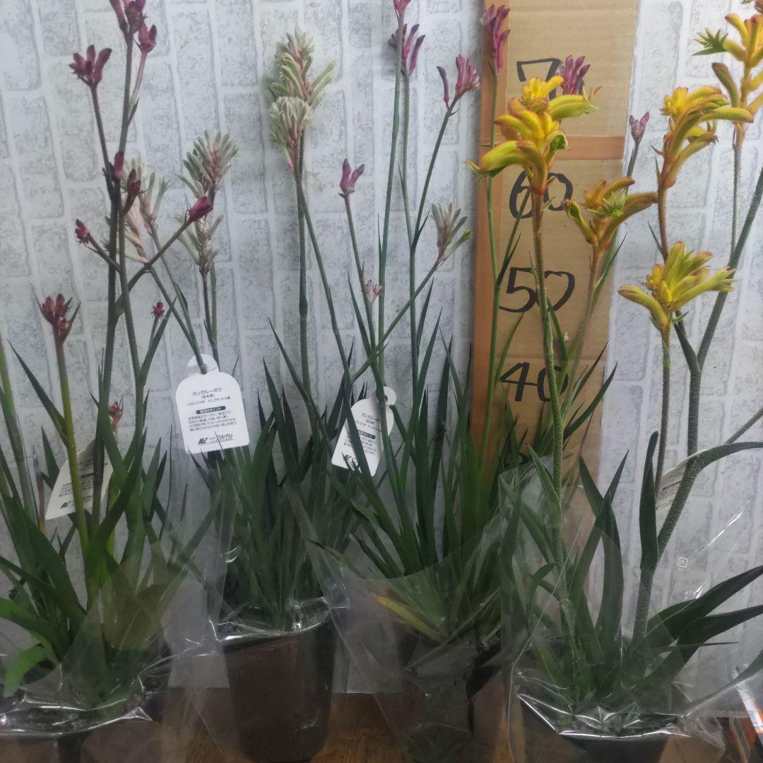 ⭐️カンガルーポウ⭐️4品種⭐️5号鉢４鉢セット