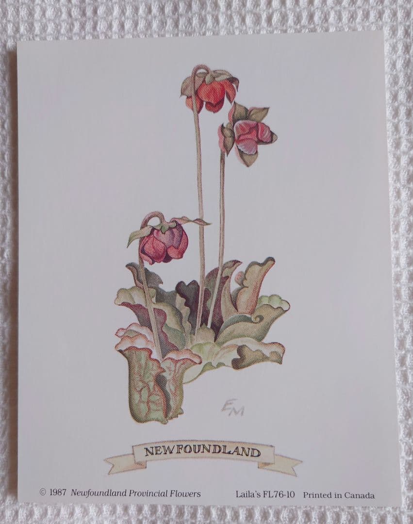 カナディアン 3Dアート シャドーボックス　カナダ州花　レア　新品　豪華額付