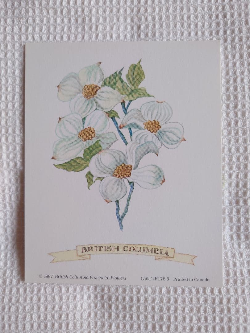 カナディアン 3Dアート シャドーボックス　カナダ州花　レア　新品　豪華額付