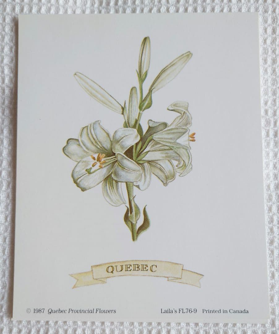 カナディアン 3Dアート シャドーボックス　カナダ州花　レア　新品　豪華額付