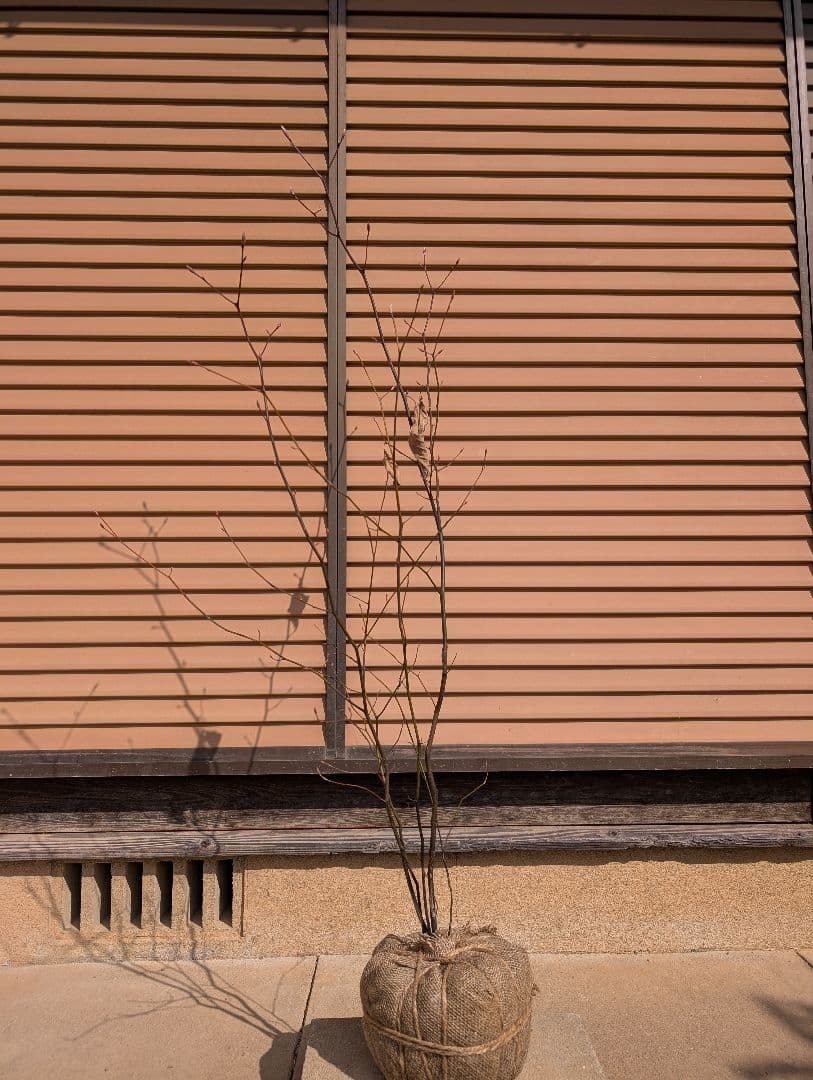 クロモジ　株立　②