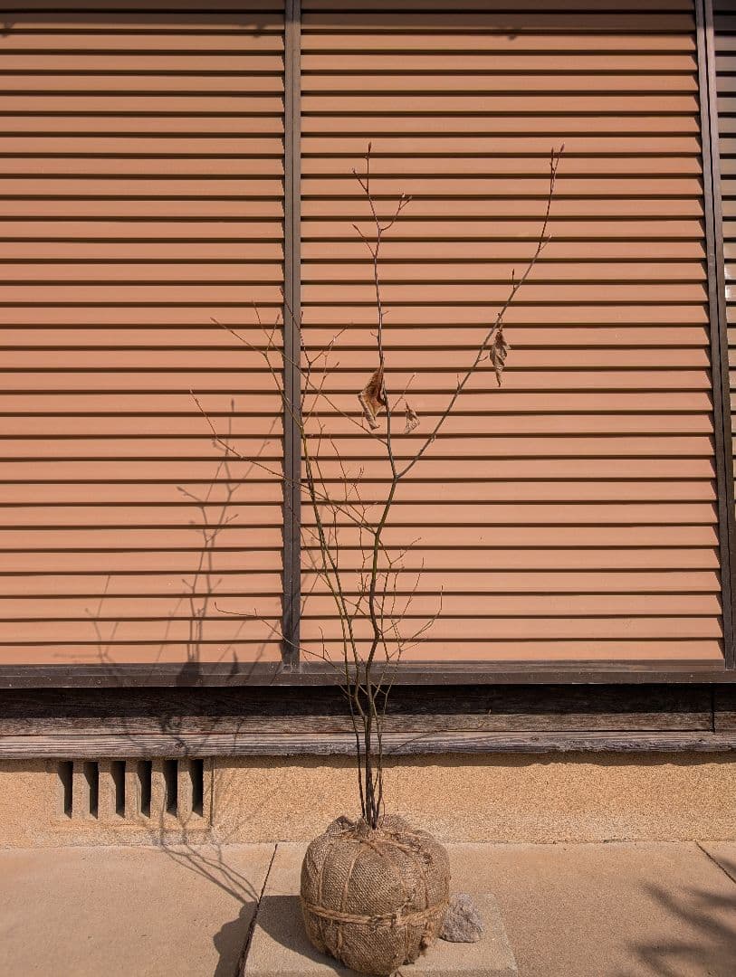 クロモジ　株立　②