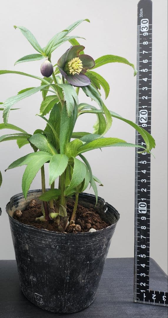 〈匿名発送〉クリスマスローズ　クロアチカス　4号　　原種