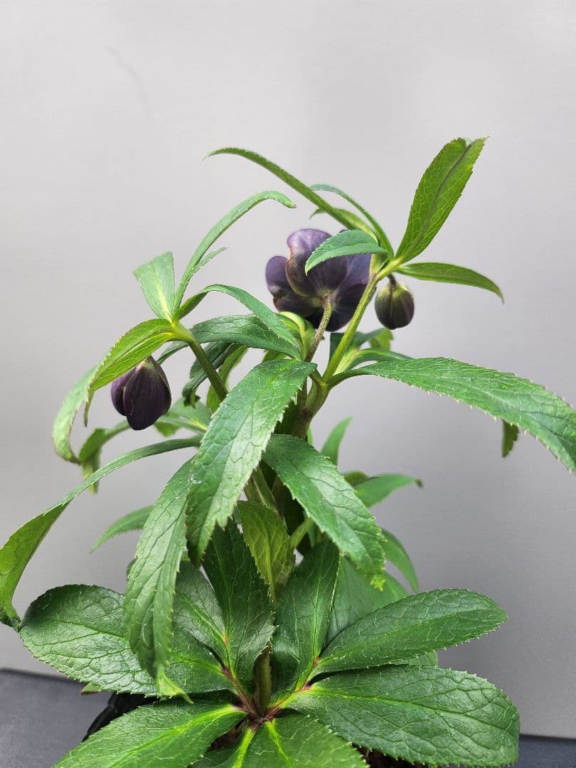 〈匿名発送〉クリスマスローズ　クロアチカス　4号　　原種