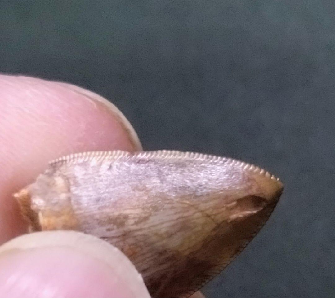 【感動レベルのセレーション】フィトサウルス類レドンダサウルスの歯　化石　大絶滅展