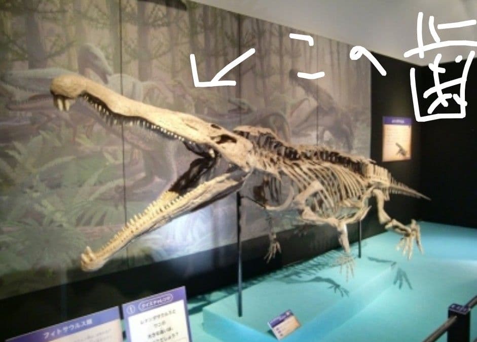 【感動レベルのセレーション】フィトサウルス類レドンダサウルスの歯　化石　大絶滅展