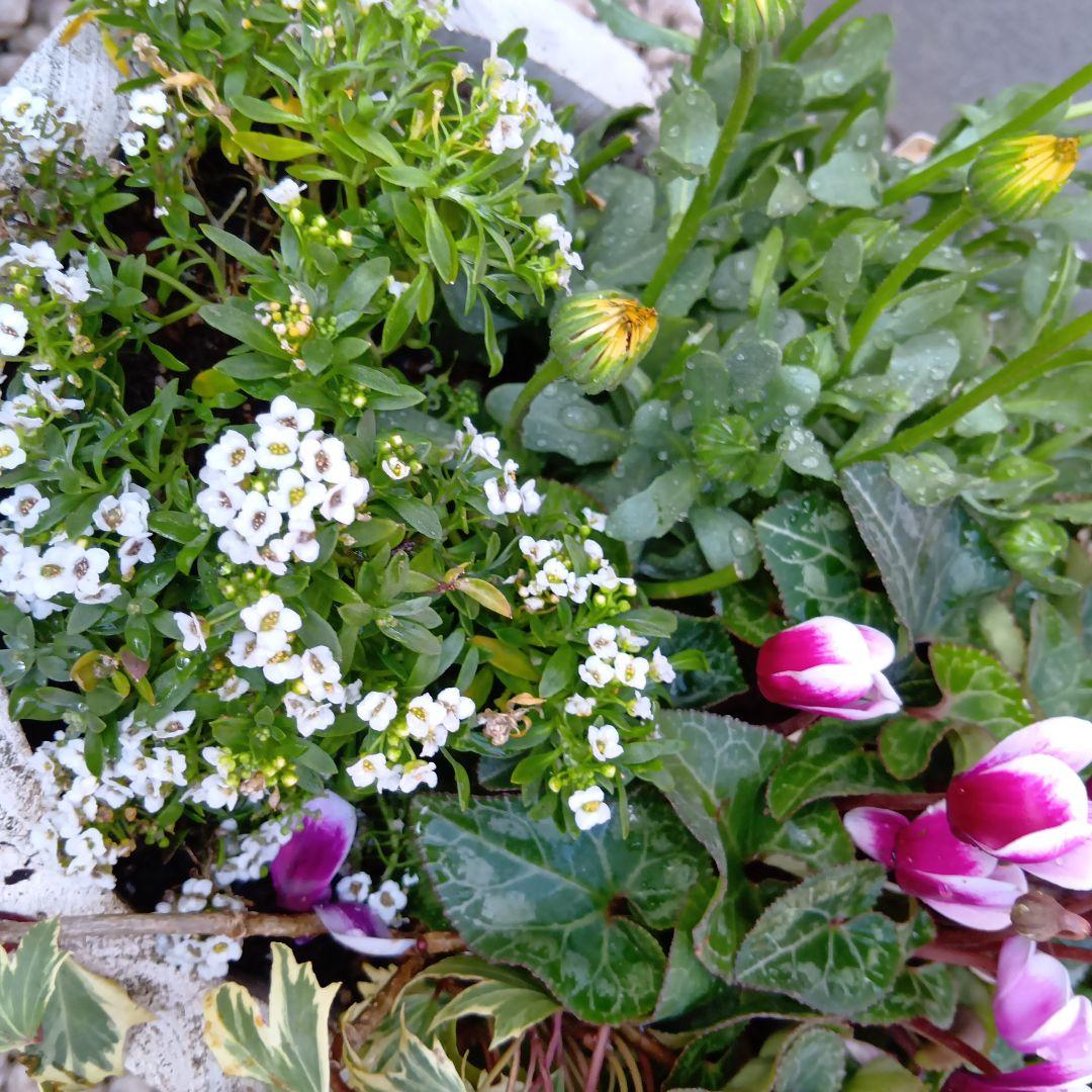 草花　6種　寄せ植え　約38cm楕円ウッドプランター