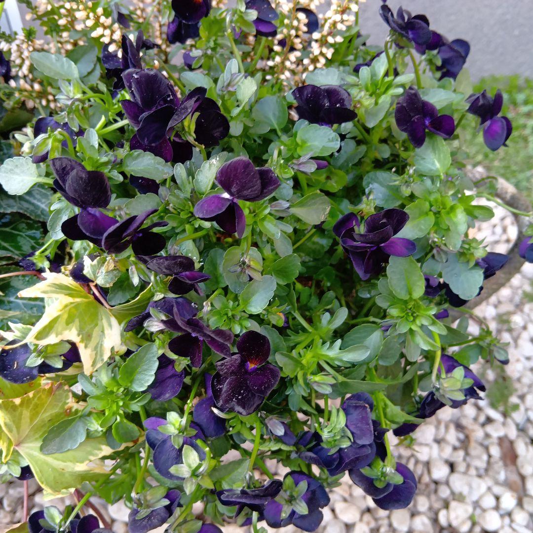 草花　6種　寄せ植え　約38cm楕円ウッドプランター