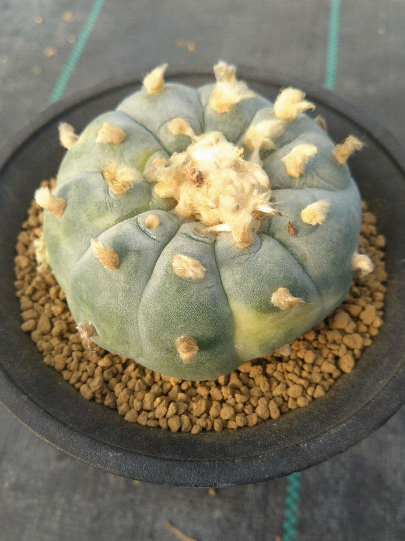 サボテン　ロホホラ　白肌銀冠玉錦　カキコ