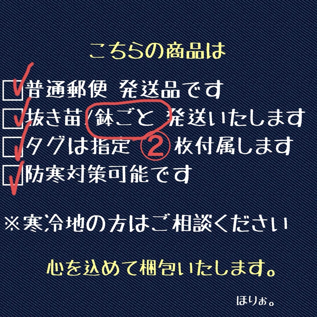 S*2様 【クリスマスオークション】⑦ぶつぶつ　太棘　アガベ　疣猪　TC