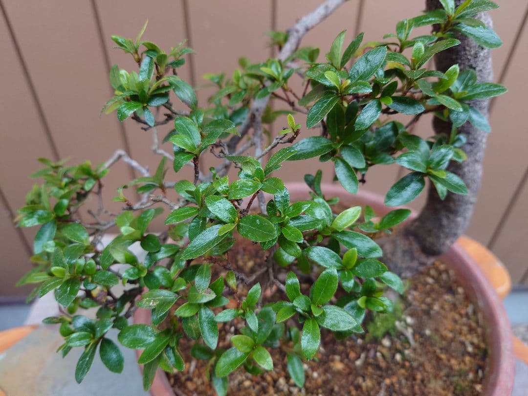 盆栽　皐月(山の光？)　樹高74cm