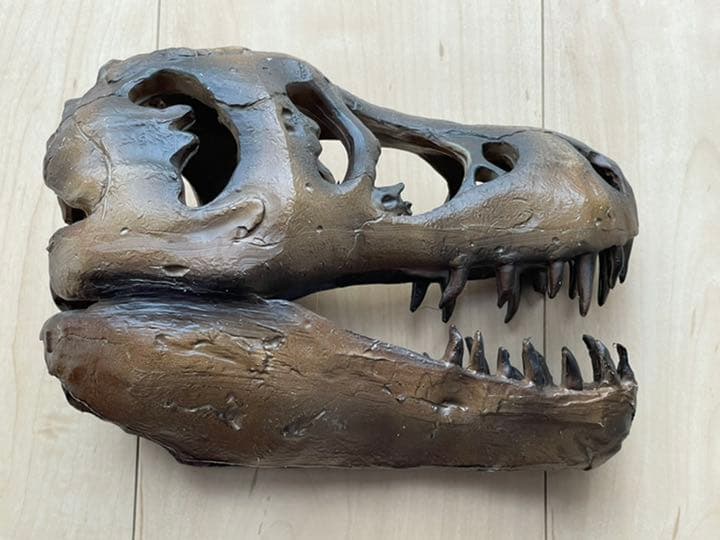ティラノサウルス頭蓋骨標本 恐竜 Tレックス 骸骨 インテリア TREX 図鑑