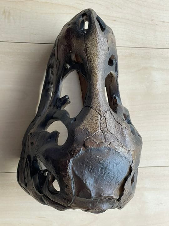 ティラノサウルス頭蓋骨標本 恐竜 Tレックス 骸骨 インテリア TREX 図鑑