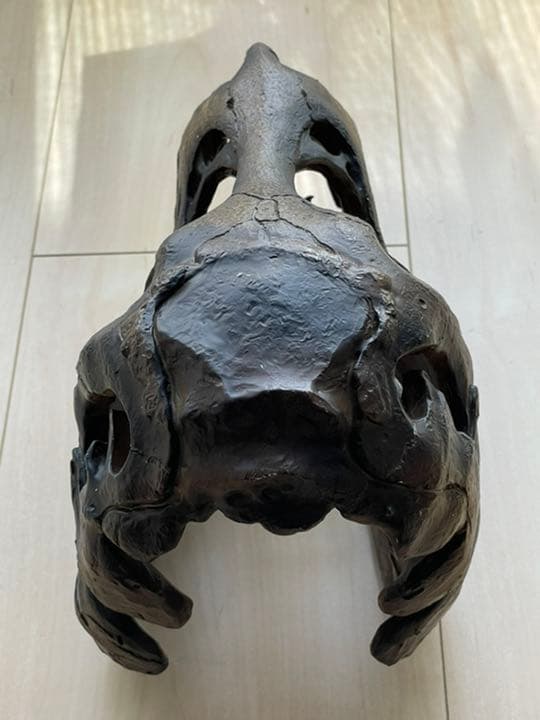 ティラノサウルス頭蓋骨標本 恐竜 Tレックス 骸骨 インテリア TREX 図鑑