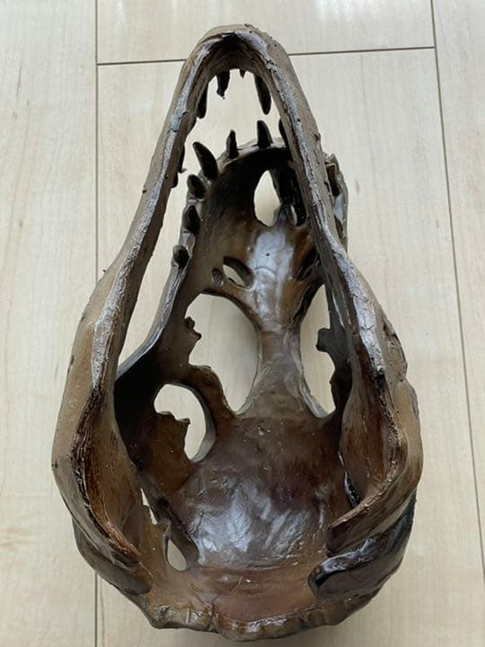 ティラノサウルス頭蓋骨標本 恐竜 Tレックス 骸骨 インテリア TREX 図鑑
