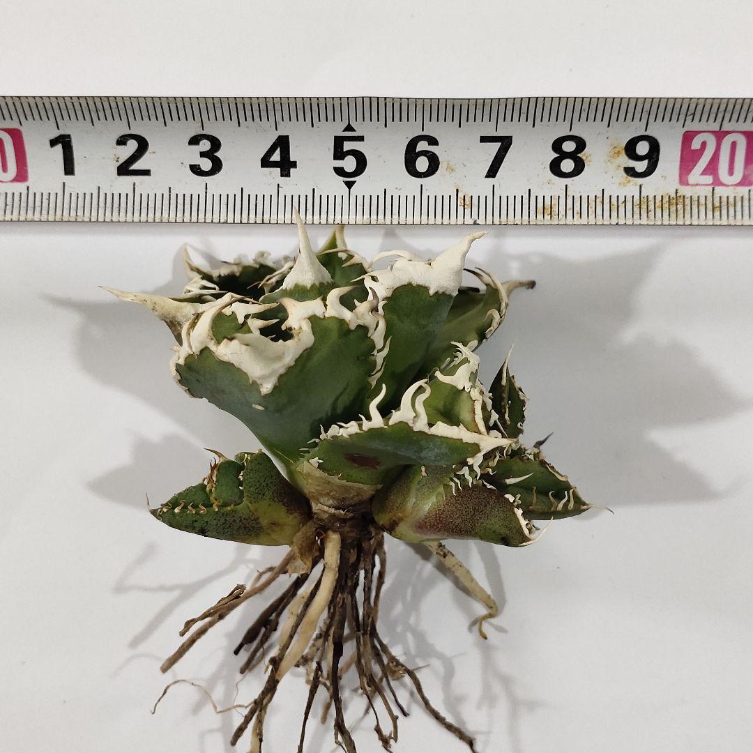 1358.アガベチタノタ 大白鯊 優良血統 極上株 子株附