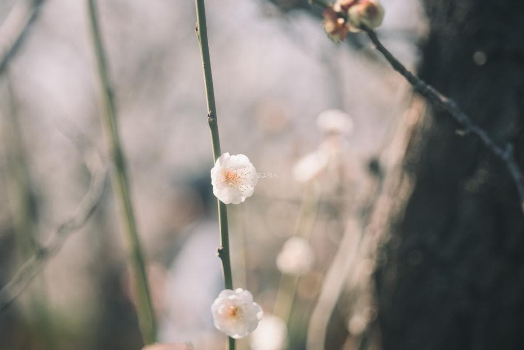 taka様Leica Elmar M 90mm F4 沈胴 オールドレンズ