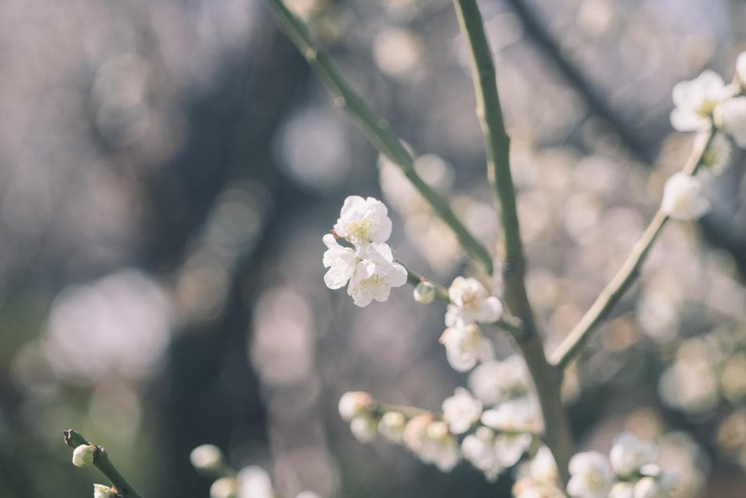 taka様Leica Elmar M 90mm F4 沈胴 オールドレンズ