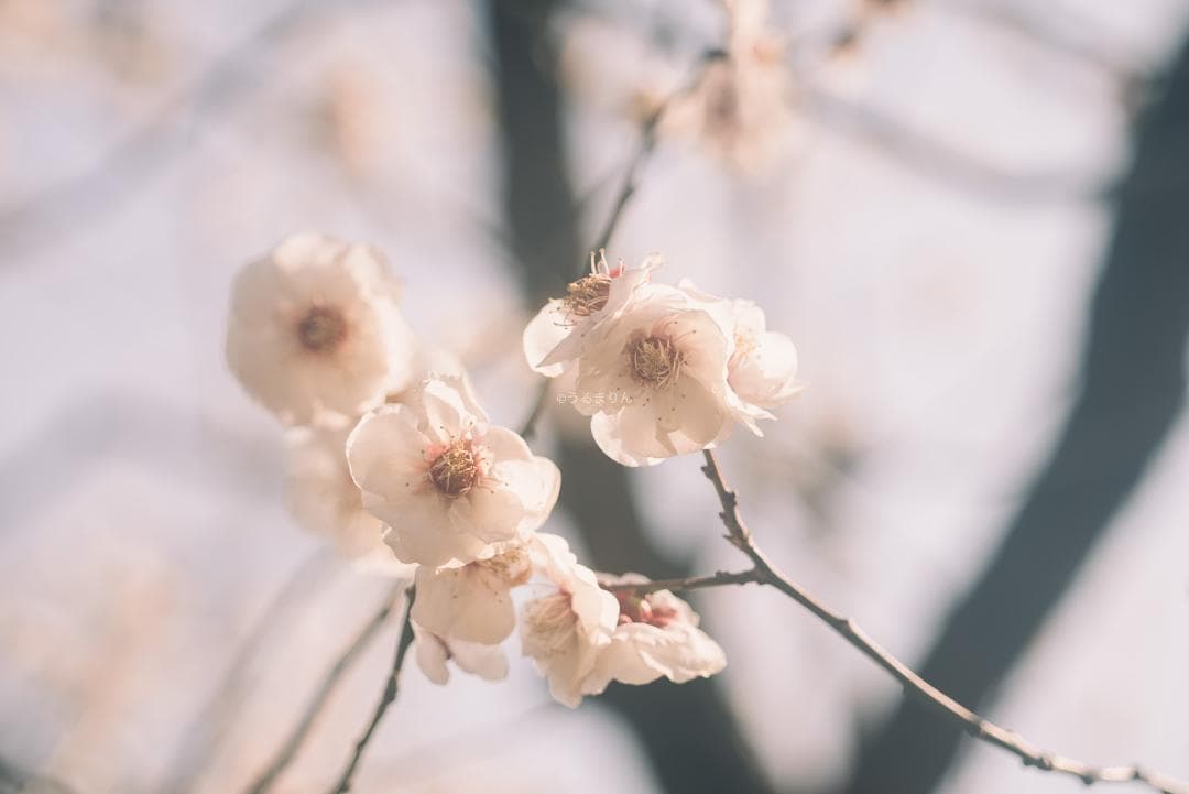 taka様Leica Elmar M 90mm F4 沈胴 オールドレンズ